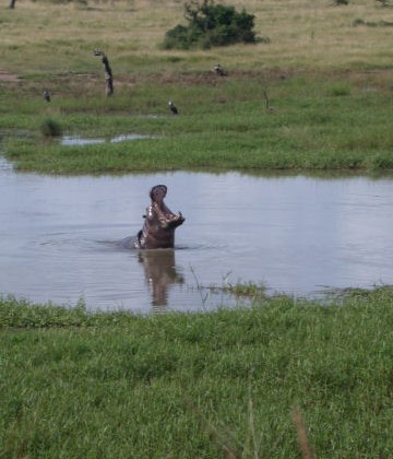 Crocodile - Krokodil - Krokodil - iNgwenya  Hippopotamus - Nijlpaard - Seekoei - iMvubu