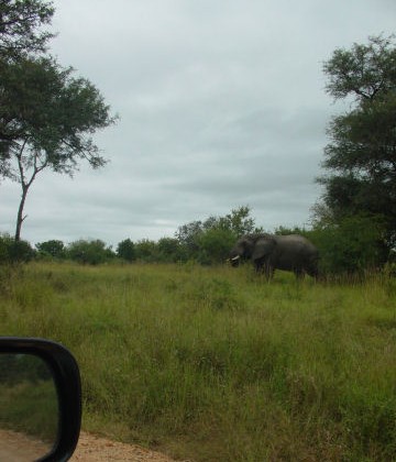 Elephant - Olifant - Olifant - iNdlovu