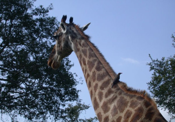 Giraffe - Giraffe - Kameelperd - iNdlulamithi