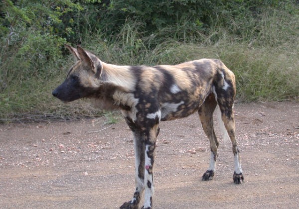 Hyena - Hyena - Hina - iMpisi  Wild dog - Afrikaanse wilde hond - Wilde hond - Inkentshane