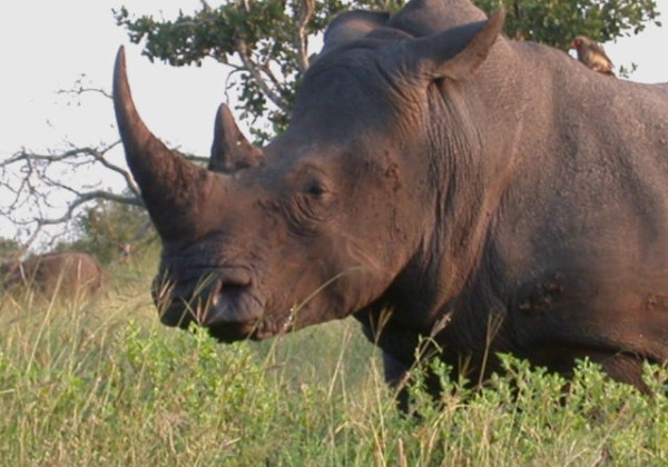 White rhinoceros - Witte neushoorn - Witrenoster - uMkhombe  Impala - Impala - Impala - Impala  Zebra - Zebra - Sebra - iDube