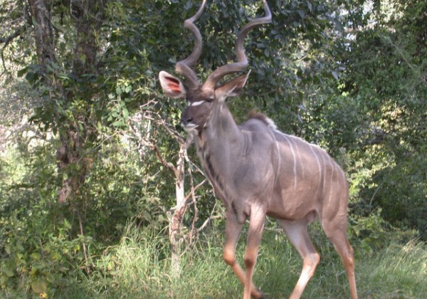 Kudu - Kudu - Koedoe - umGankla