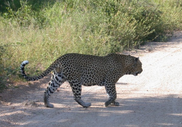 Leopard - Luipaard - Luiperd - iNgwe