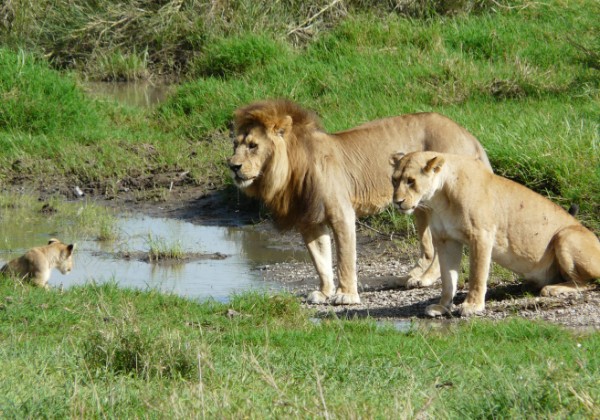 Lion family