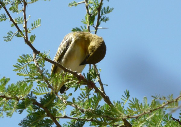 Manyara National Park