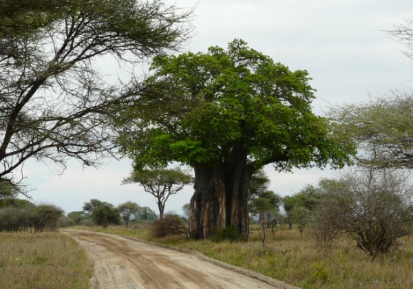 Tarangire National Park